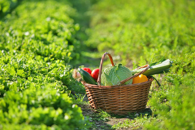 cueillette fruits et lgumes